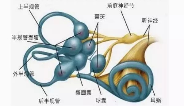 什么是感知觉统合？